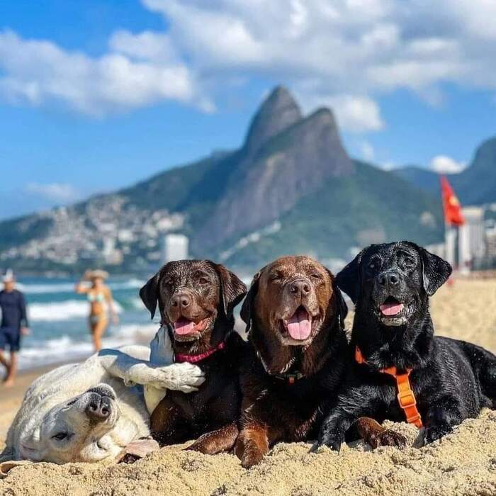 Знаменитый пляж Копакабана в Рио-де-Жанейро знаменит своими шоколадными красотками Собака, Милота, Рио-де-жанейро