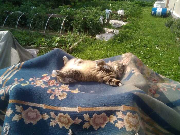 ����� ����