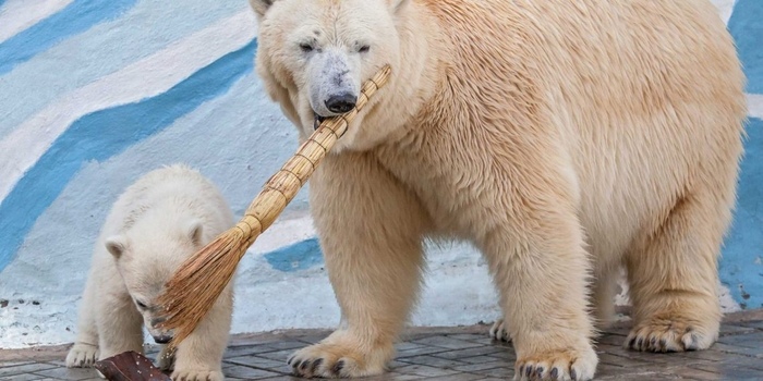 Медведица Герда родила двойню в Новосибирском зоопарке Московский зоопарк, Белый медведь, Новосибирск, Новосибирский зоопарк, Красная книга