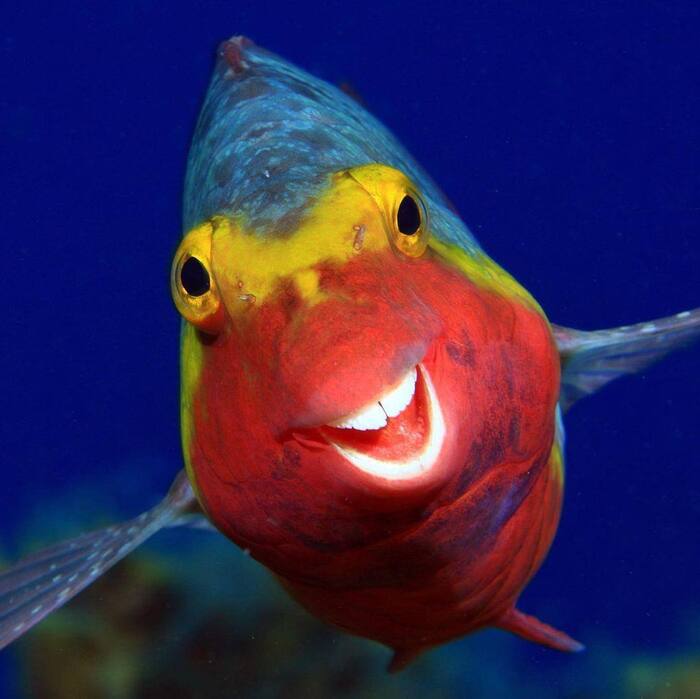       ? , , , , , 