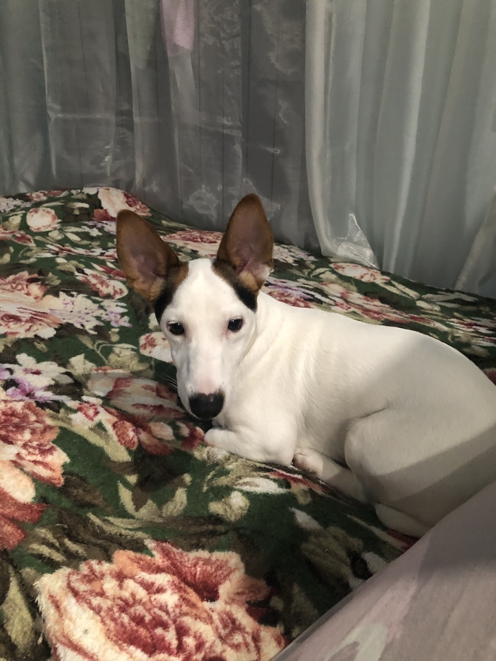  Cheshire0167   3      10      !!!