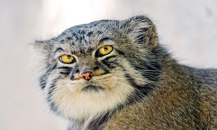 ��� ����� ?