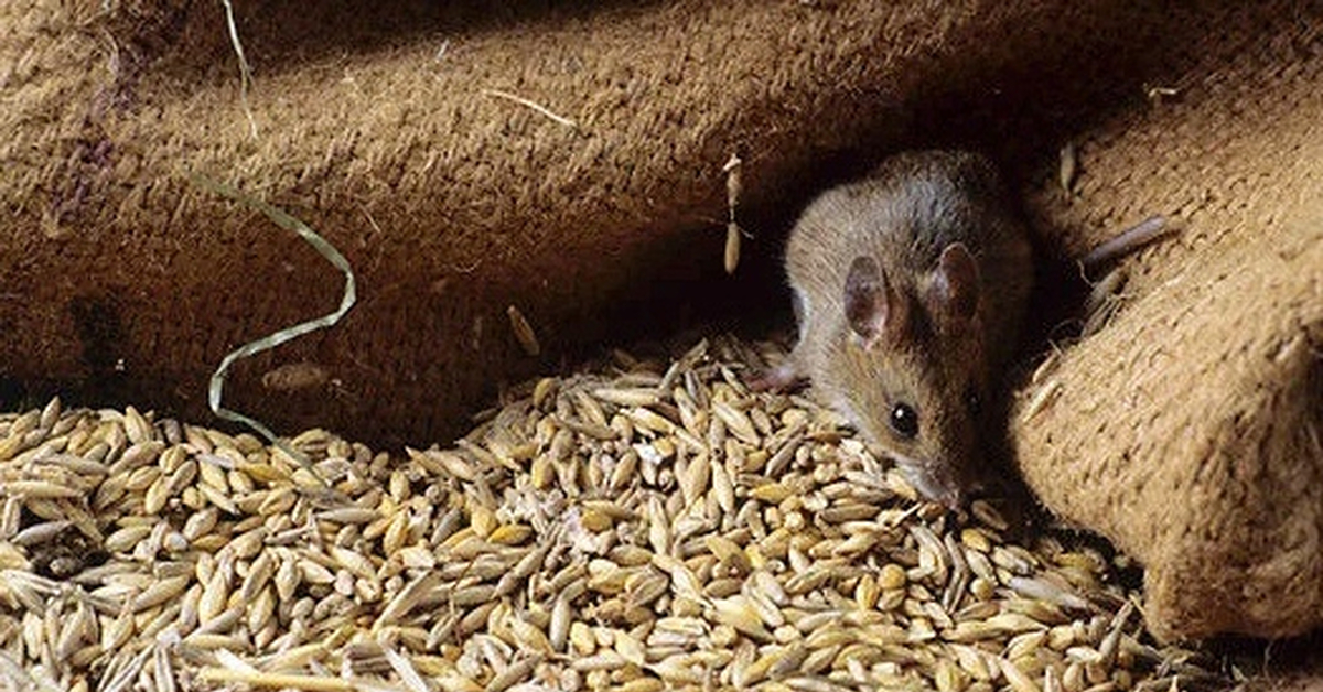 Семя мыши. Мышь в амбаре. Мышь и зерно. Крыса и зерно. Мыши на ферме.