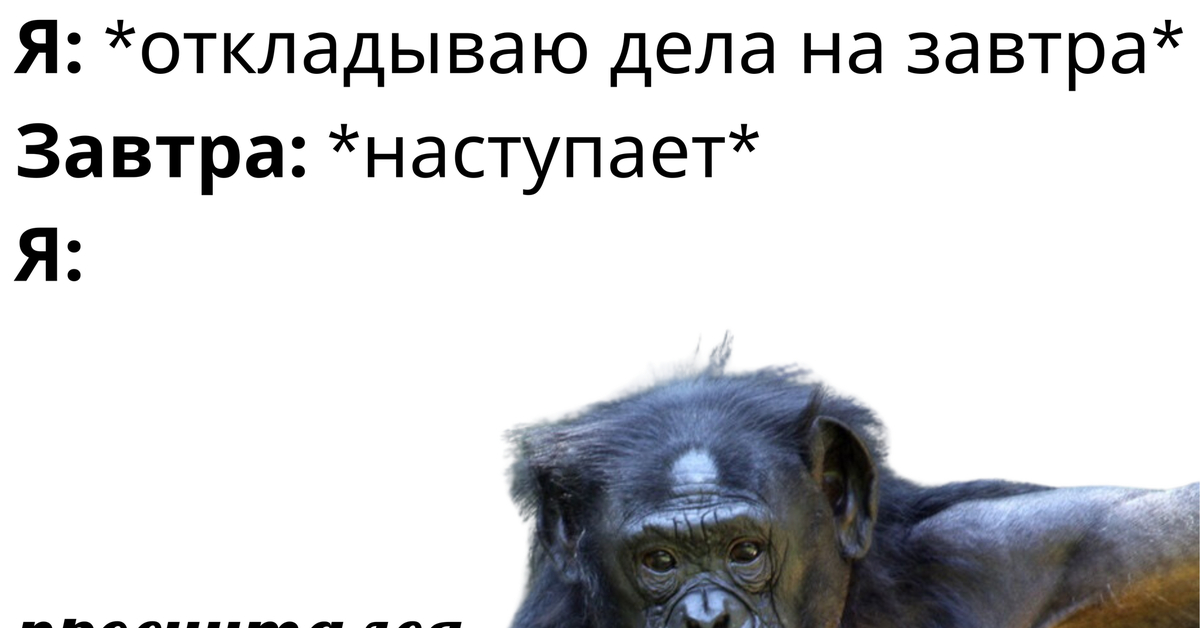 Нужно больше собак Пикабу