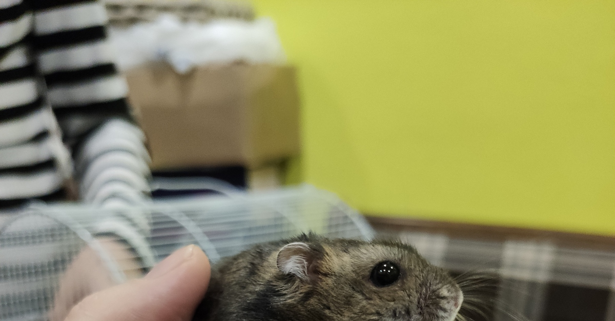 Дружочек пирожочек | Пикабу