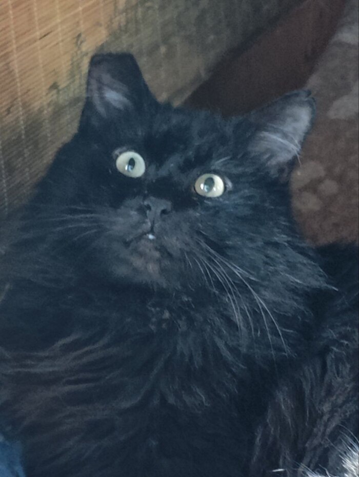 Продолжение поста &laquo;Благодарность чёрного дачного кота с отмороженным ухом&raquo; Кот, Стерилизация, Дача, Зима, Лето, Длиннопост, Ответ на пост, Черный кот