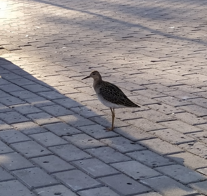 Ответ на пост «В Гатчинском парке поселился ВОДЯНОЙ ВОРОБЕЙ»