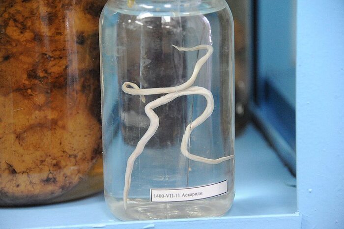 Байки со Скорой. «Черви в голове»