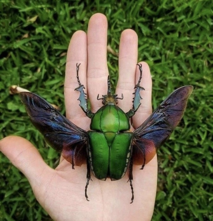 Как выглядит цветочный жук