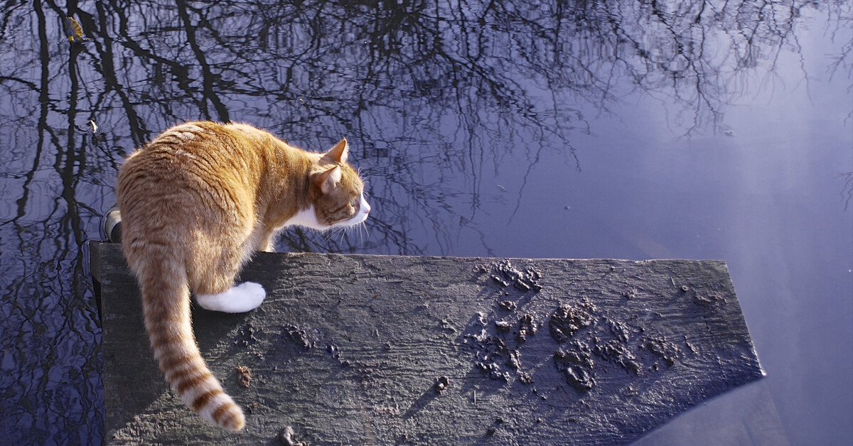 Тянущие коты. Рыжий кот на заборе. Кот готовится к прыжку. Около кота. Кот сидит в луже.