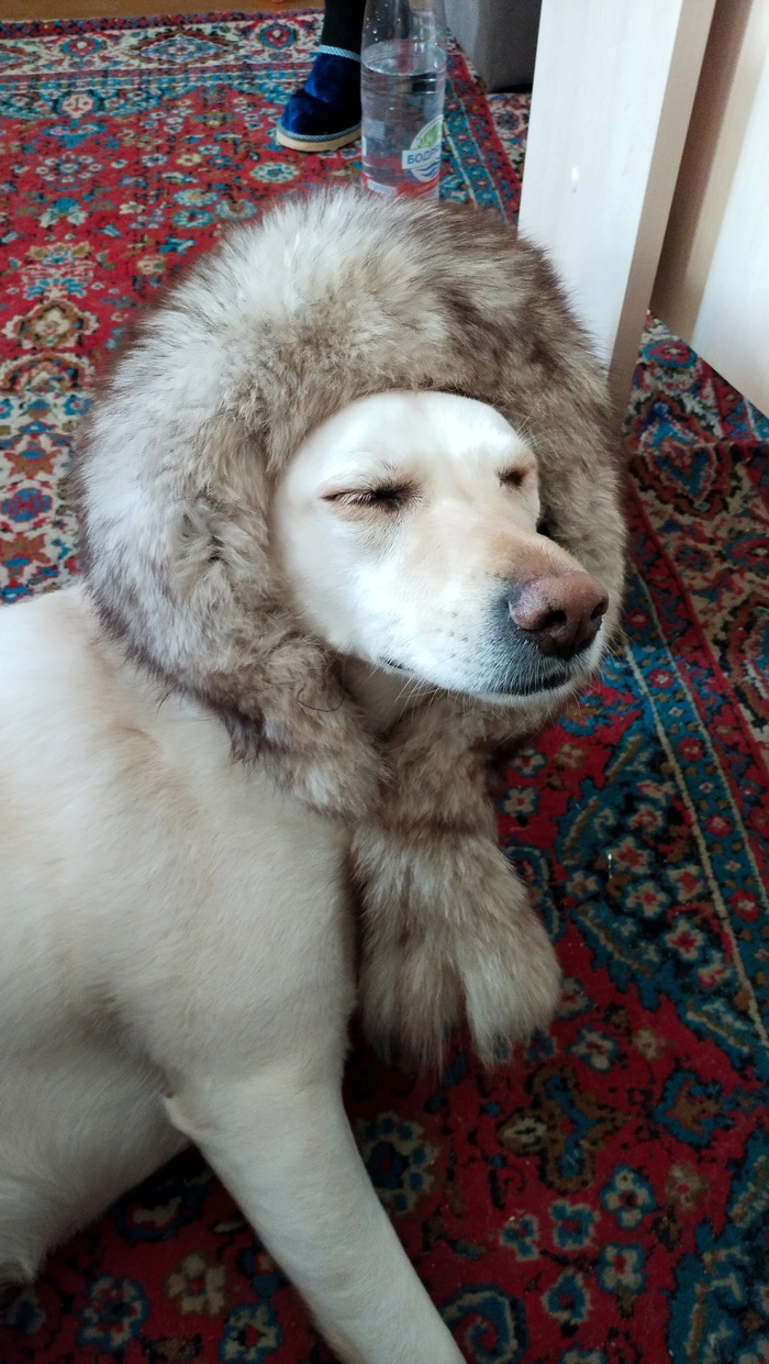 Собака Мия на отдыхе
