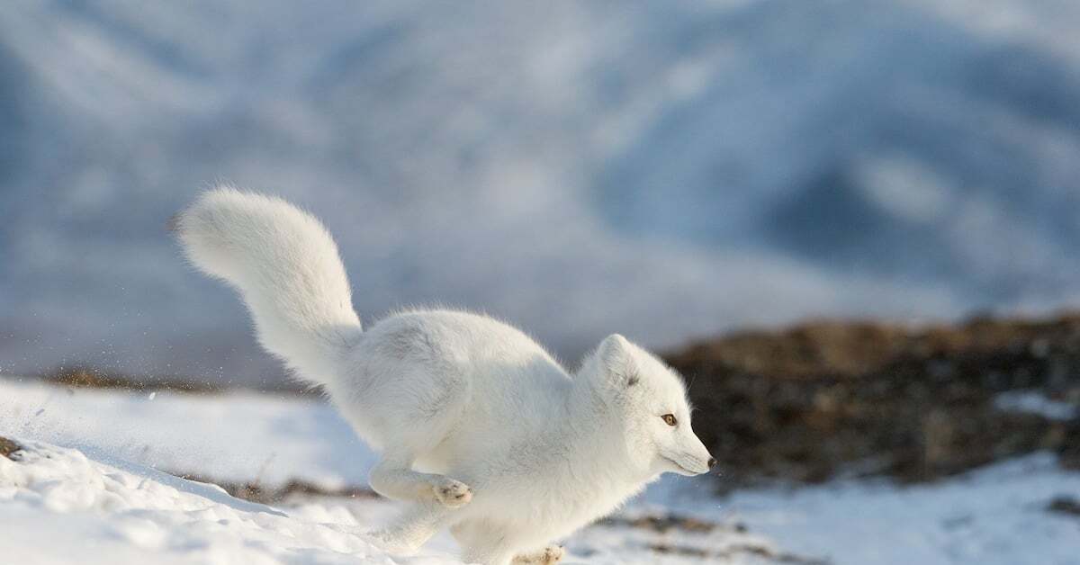песец в арктической пустыне. дети писцов. звероводство голубой песец.