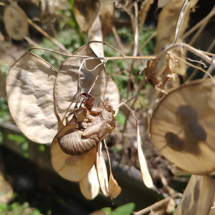 Фантастическое насекомое из Крыма | Пикабу