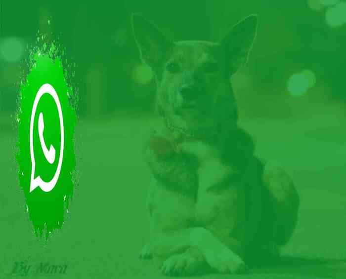 Whatsappdog.ex ,  , , , , , 