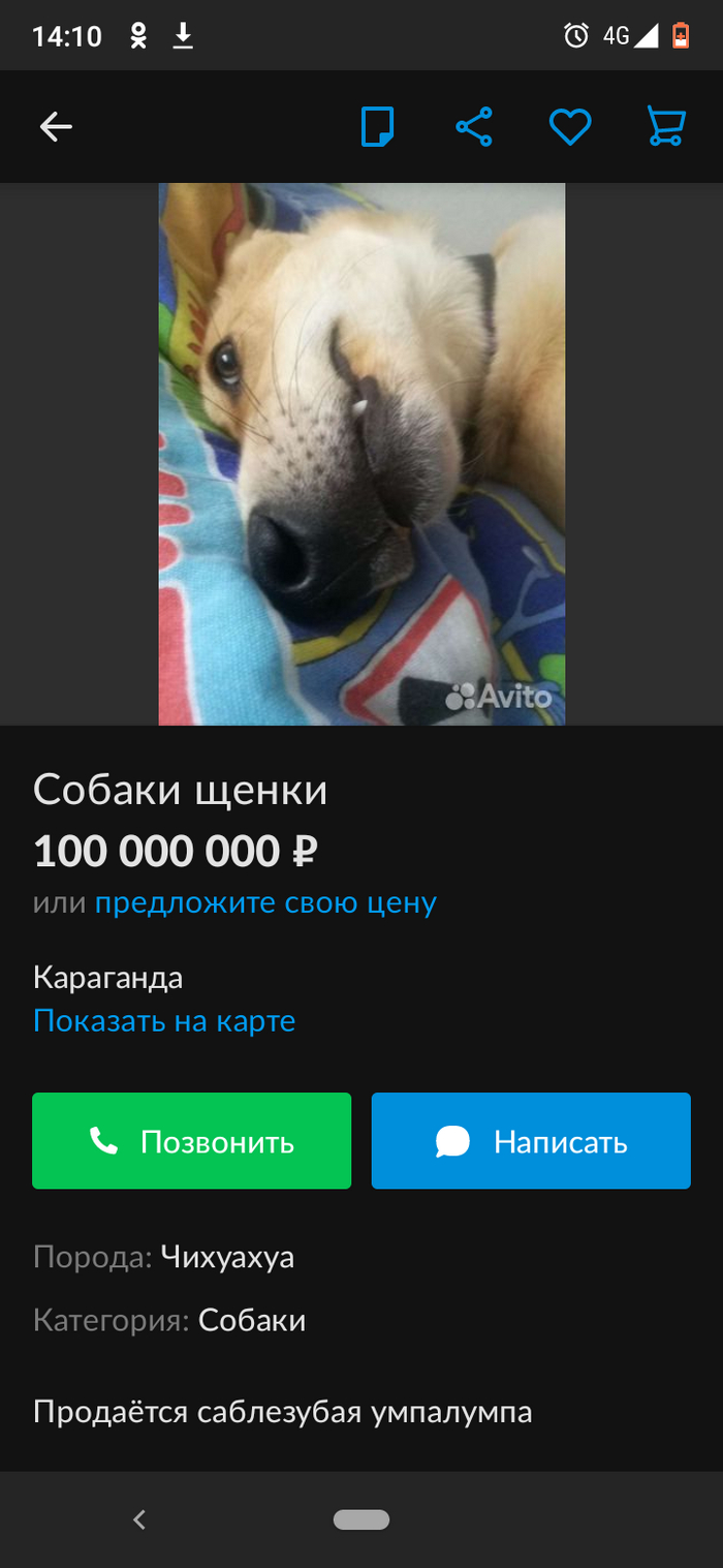 Редкая разновидность чихуахуа