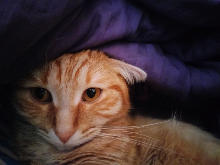 Котик Лимон под одеялом
