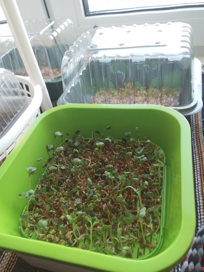 Jak jsme začali pěstovat microgreens Microgreens, Zdravá výživa, Dlouhý příspěvek, Osobní zkušenost