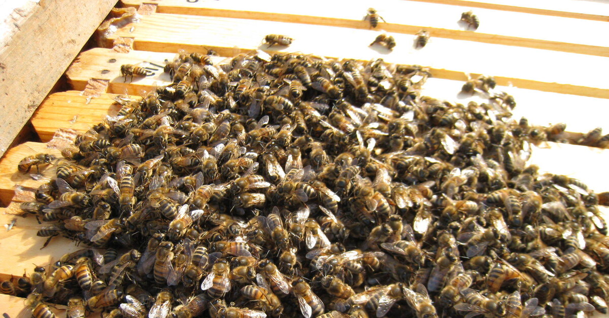Сохранить пчел. Пчелы в улье зимой. Зимовка пчел. Пчелы зимуют. Клуб пчел.