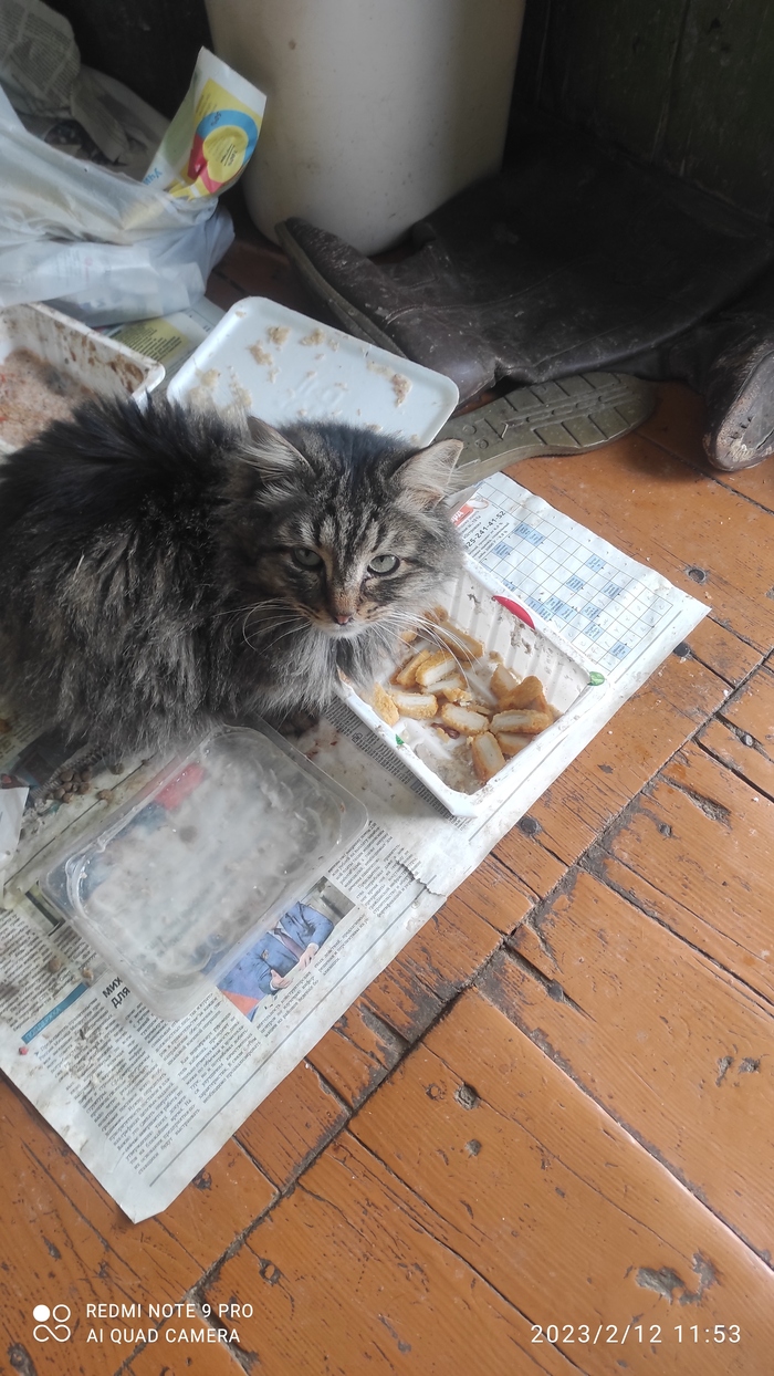 Котофей и наггетсы