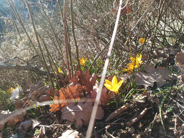 Крым. Первые цветы