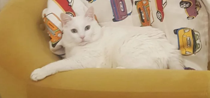 В доме тихо и спокойно Семья, Отношения, Юмор, Разговор, Кот, Истории из жизни