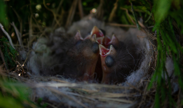 Ласточкины дети