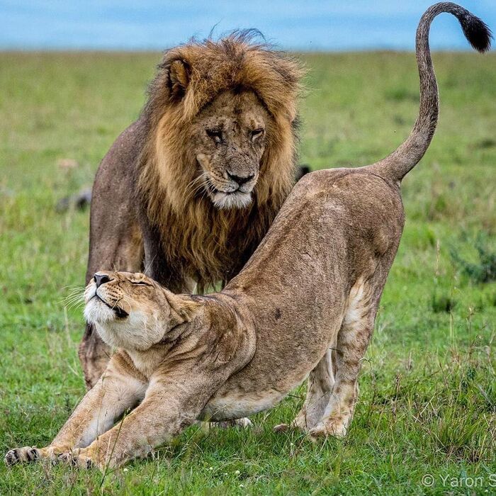 Заигрывает