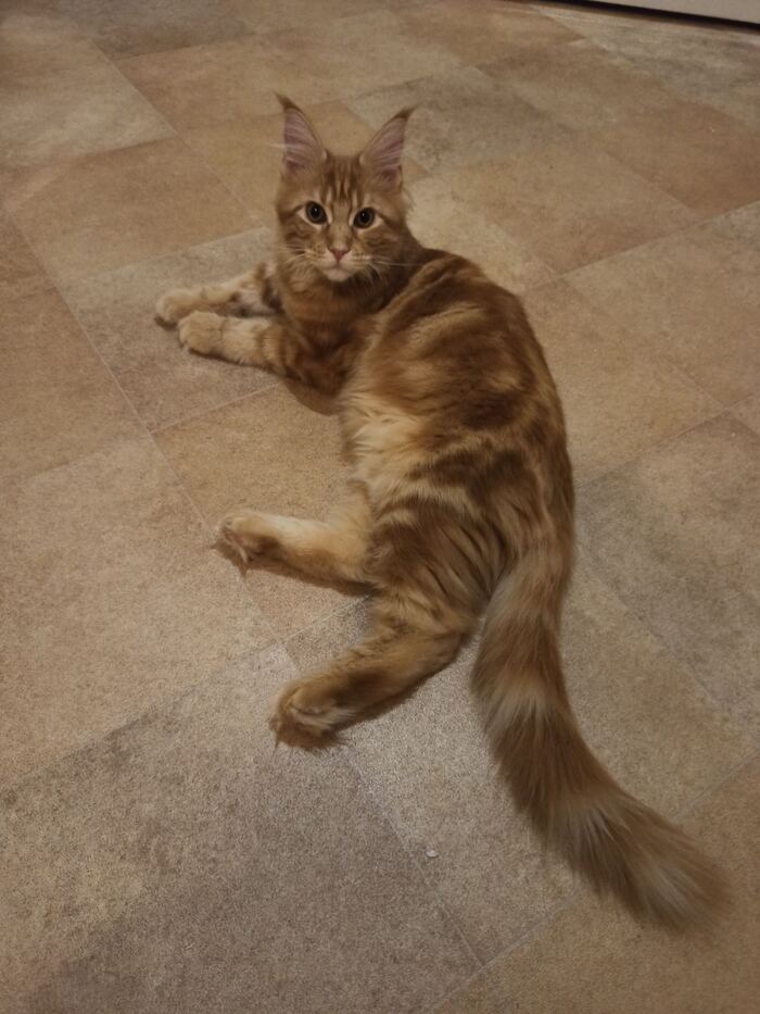 Мастер маскировки (нет)