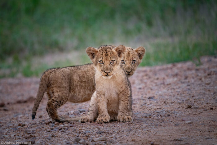 Маленьким интересно всё