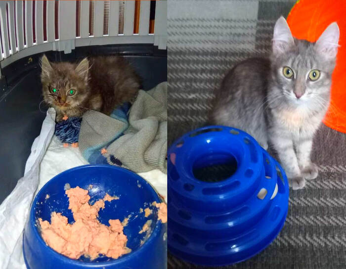 Привет из дома от дачного котенка Маляши, про которую мне рассказала соседка поздней осенью и попросила спасти