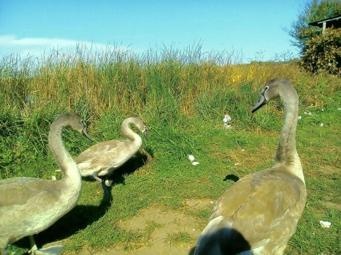 ������� ������