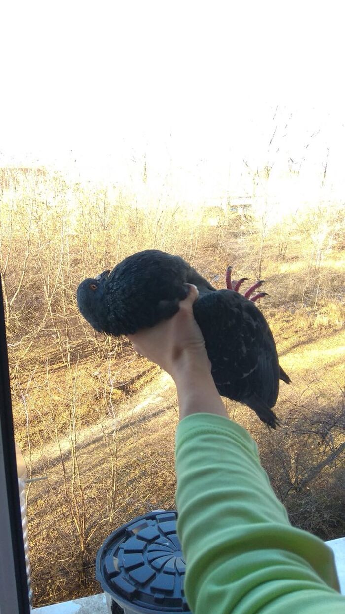 Как птицы меня на хавчик разводят