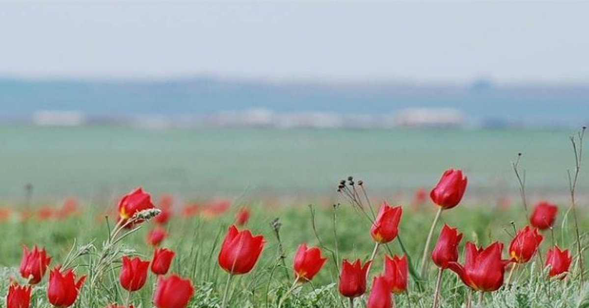 Прощай лазоревый цветок. Тюльпаны в степи Калмыкии. Степные тюльпаны. Калмыцкие степи тюльпаны. Степь весной.