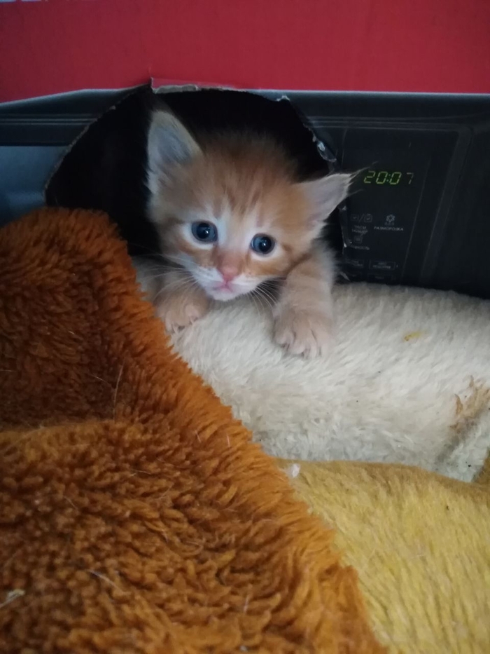   -  , -,  , , ,  , 