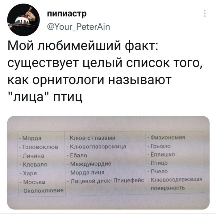 Клювосодержащая поверхность
