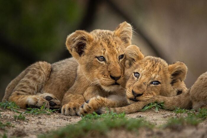 Чем займёмся?