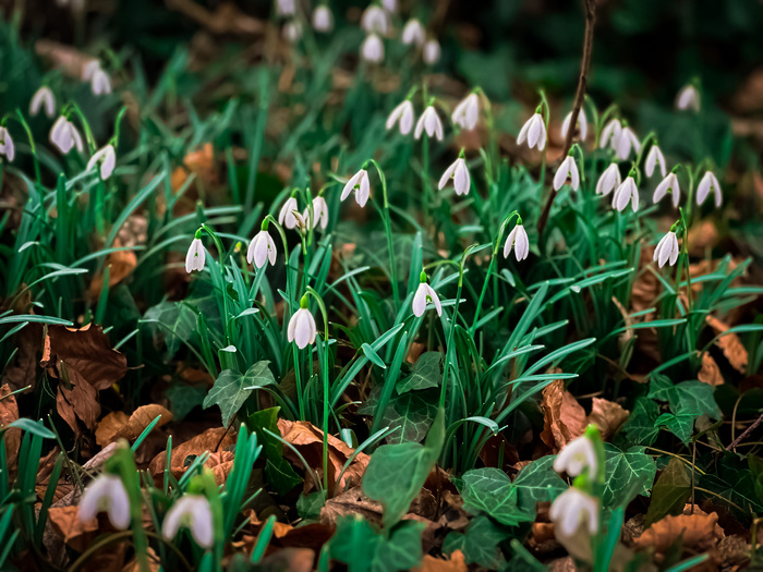 Признаки весны