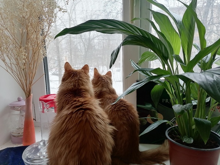 Кейс зоопсихолога "Дружба навеки" Дрессировка, Кот, Домашние животные, Длиннопост