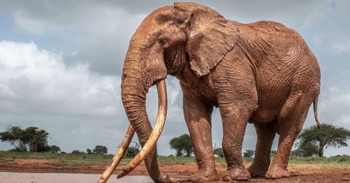 Самый Большой Слон В Мире
