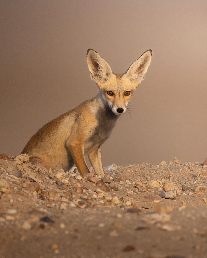    ((Vulpes vulpes arabica)