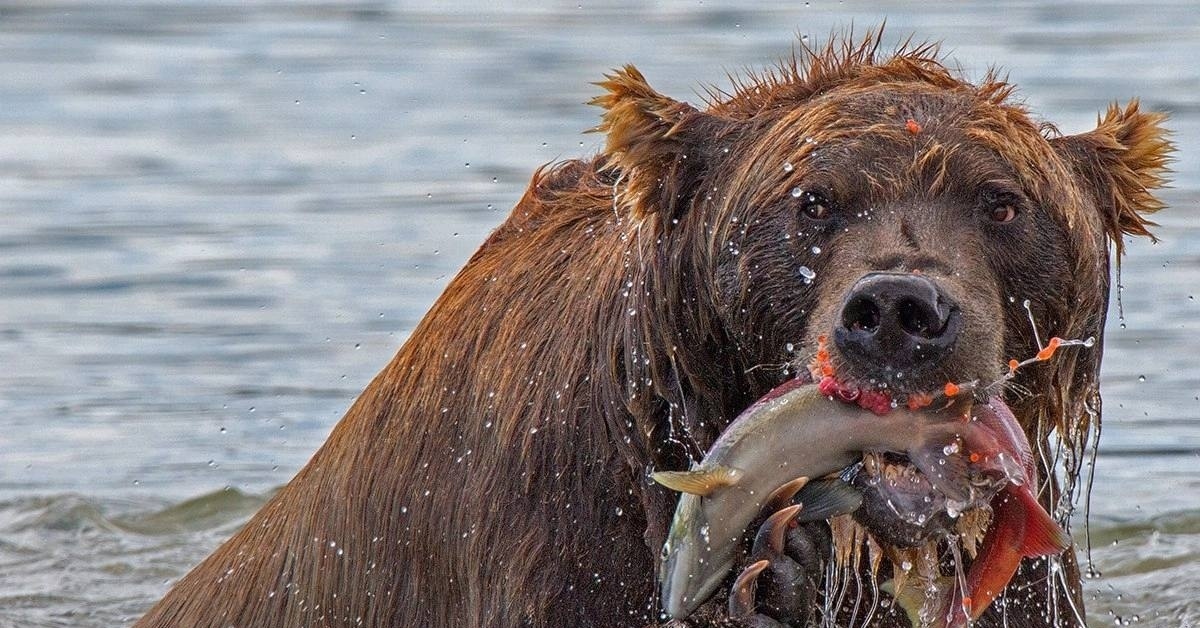 Собаки рыбу съедят. Камчатский бурый медведь. Медведь с рыбой. Камчатка медведь с рыбой. Камчатка медведи.