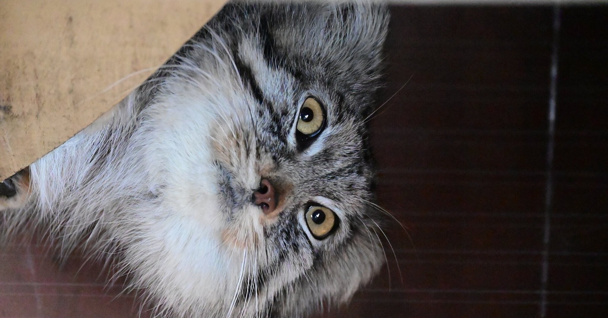 Купить манула котенка в москве