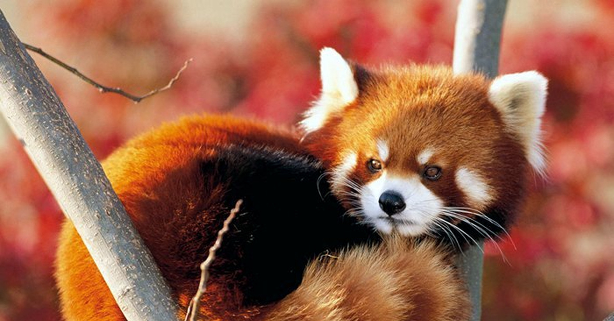Енотовидная панда. Красная китайская панда. Малая (красная) панда стайана. Ред животные. Красная панда.