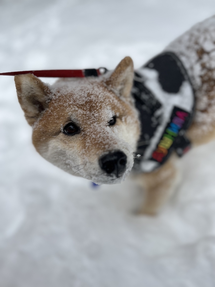 Бывший, бабки, три долгА