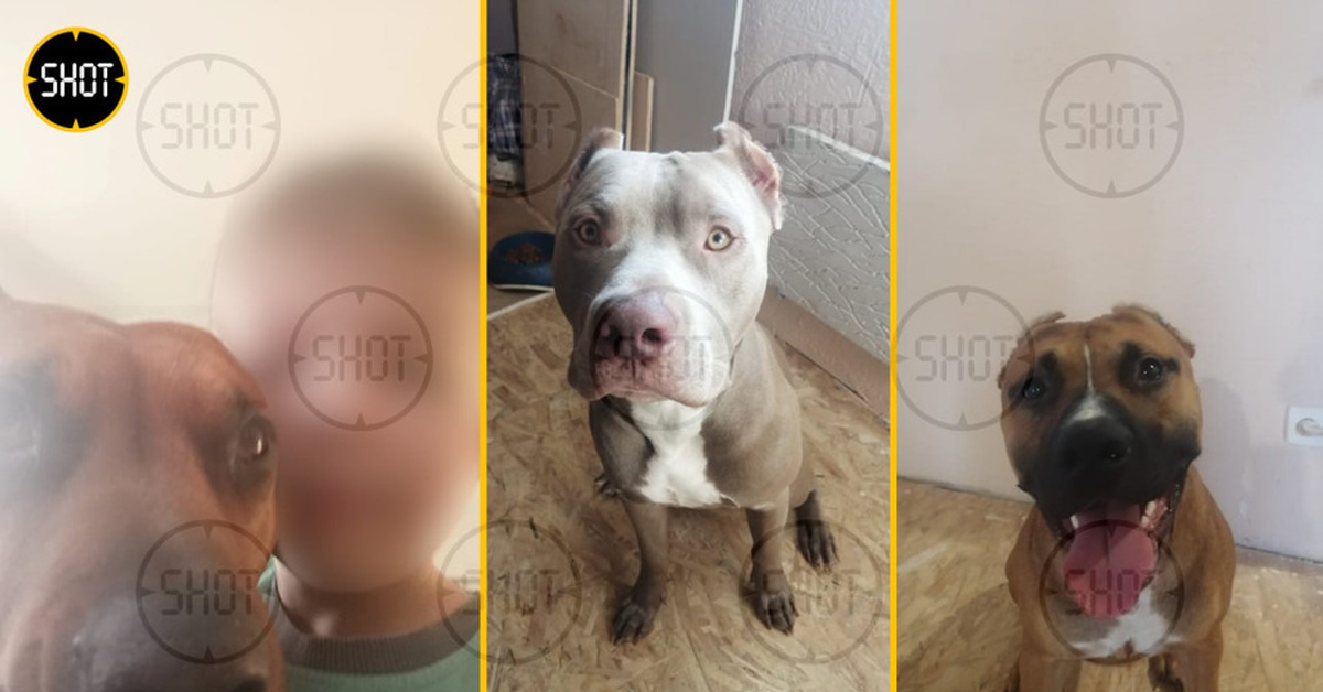 Амбуль покет. Собака друг человека. Загрызли мальчика собаки в тюмени. Собаки растерзали заводчицу. Стаффордширский терьер загрыз.