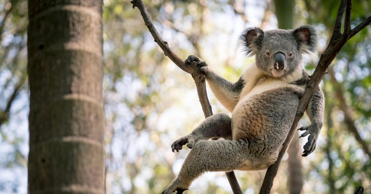 Коала Фото Животного Картинки