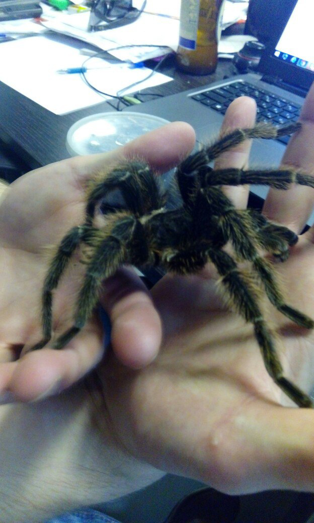 ,   Lasiodora Parahibana -, , ,  