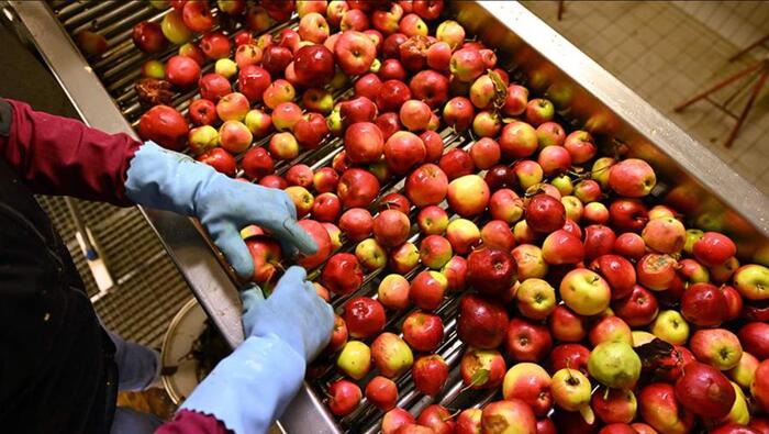Interia PL: Производители предупреждают: польский рынок яблок уже рухнул. «Спилим деревья»