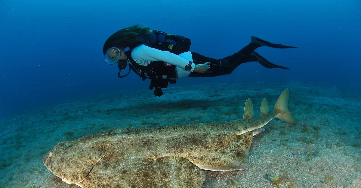 Морско. Морской ангел (Squatina Squatina). Акула ангел. Морской ангел Скат. Европейская скватина.