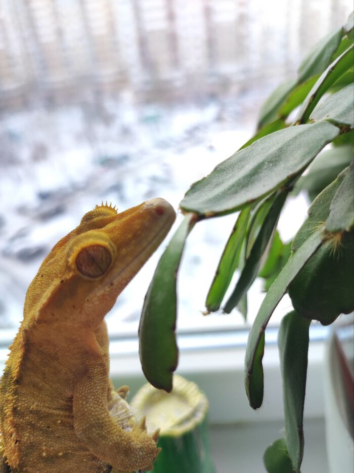 Не было забот у бабы | Пикабу